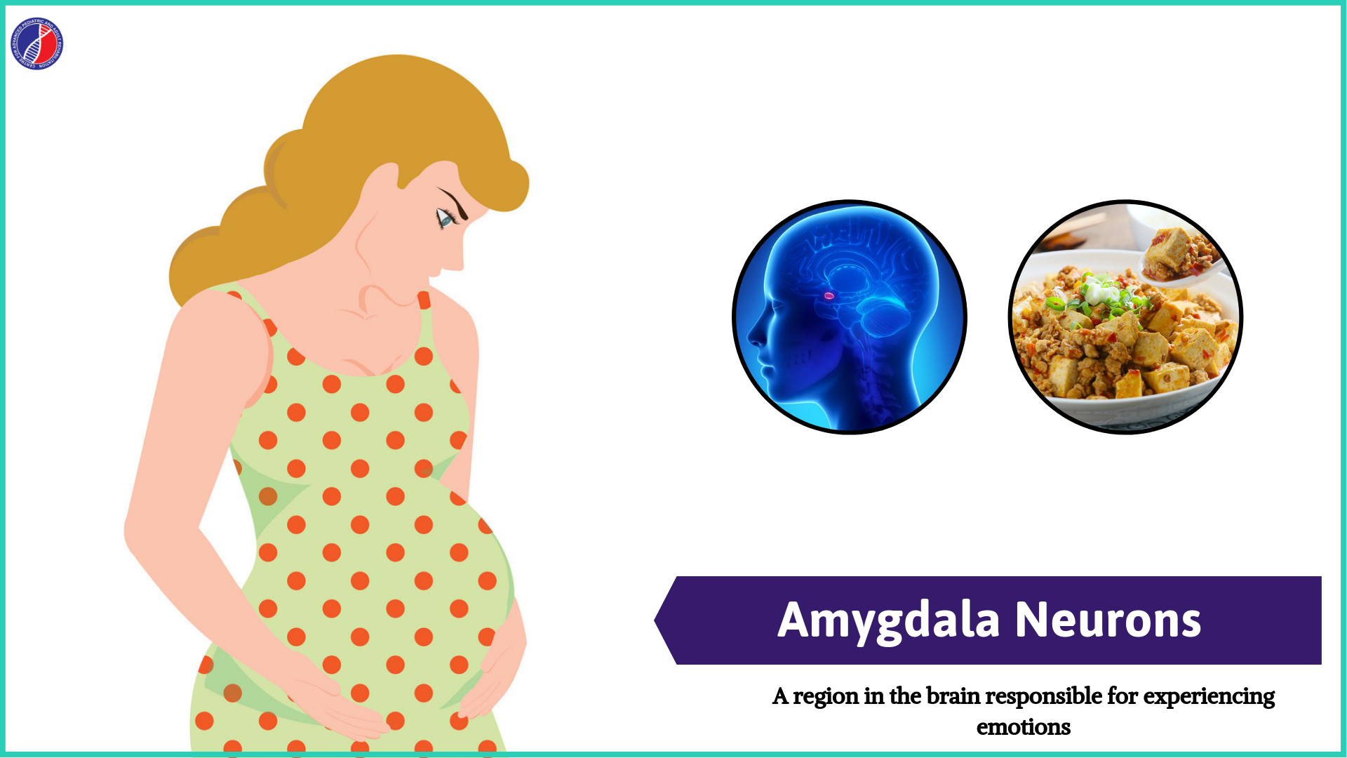 Amygdala Neurons | Best Centre for Autism in Bangalore